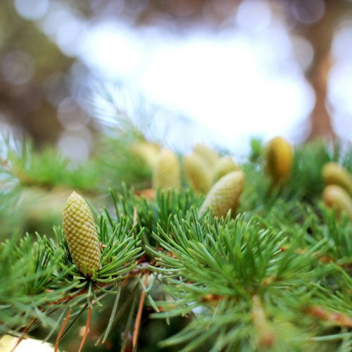 coniferous tree