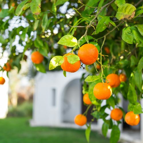 orange trees plantations