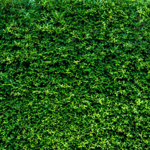 Small green leaves in hedge wall texture background. Closeup green hedge plant in garden. Eco wall.